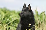 SCHIPPERKE 429